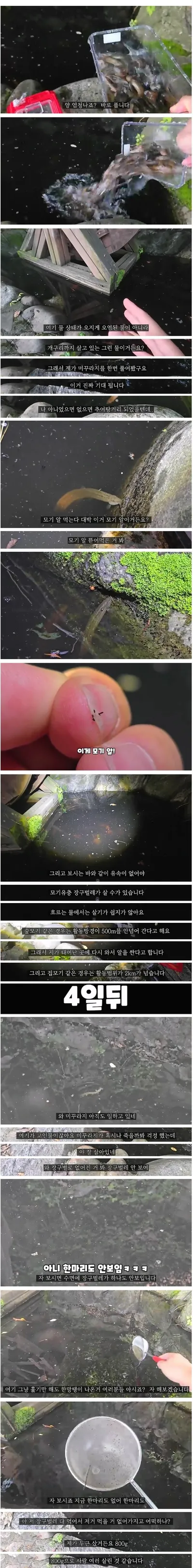 모기 수천마리 태어나는 곳에 미꾸라지 풀어놓으면 생기는 일